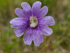 Pinguicula caerulea image