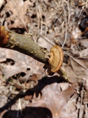 Steccherinum bourdotii