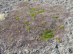 Muehlenbeckia ephedroides