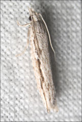 Holocola melanographa