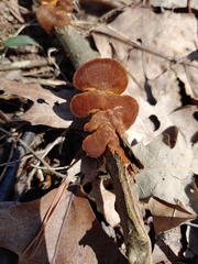 Steccherinum bourdotii