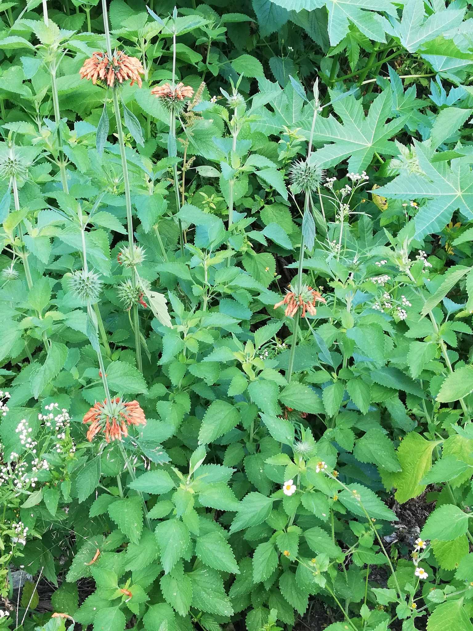 Leonotis nepetifolia image