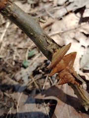 Steccherinum bourdotii