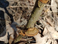 Steccherinum bourdotii