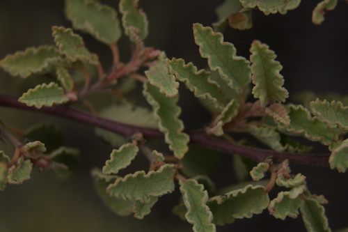 Image of Waltheria ovata by no rights reserved