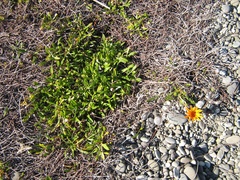 Muehlenbeckia ephedroides