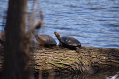 Trachemys scripta elegans
