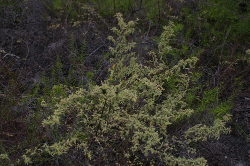 Image of Waltheria ovata by no rights reserved