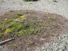 Muehlenbeckia ephedroides