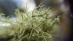 Usnea hirta image