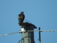 Buteo jamaicensis