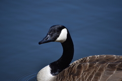Branta canadensis