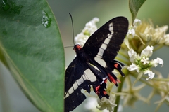 Parides agavus