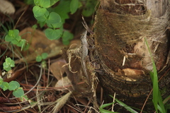 Anolis sagrei