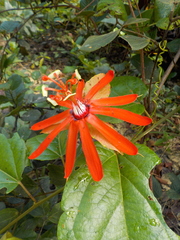 Passiflora tholozanii