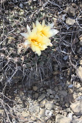 Thelocactus rinconensis