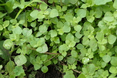 Parietaria floridana