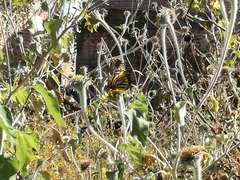 Danaus plexippus