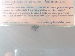 Salticidae