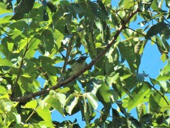 Phylloscopus borealis