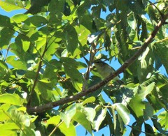 Phylloscopus borealis