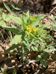 Lithospermum californicum