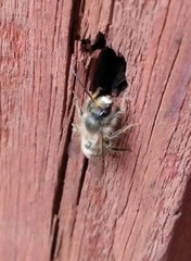Osmia taurus