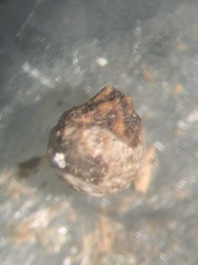 Scleria verticillata