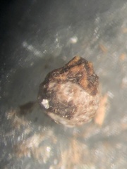 Scleria verticillata