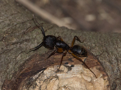 Camponotus
