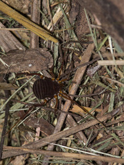 Opiliones