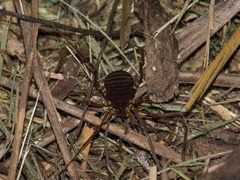 Opiliones