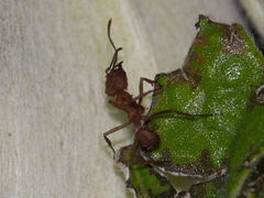 Acromyrmex