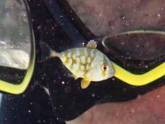 Caranx bartholomaei