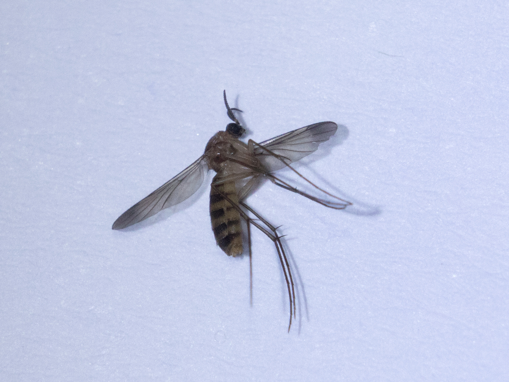 Nematoceran Flies From Alto Jaboticabal Sp Brasil On March 15 2021