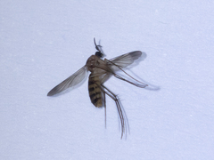 Diptera