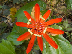 Passiflora tholozanii