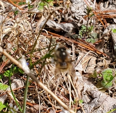 Osmia cornifrons
