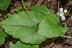 Veronica californica