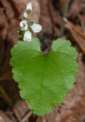 Veronica californica