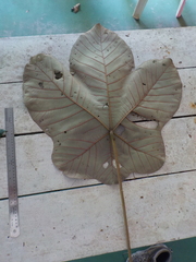 Cecropia purpurascens