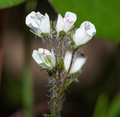 Veronica californica