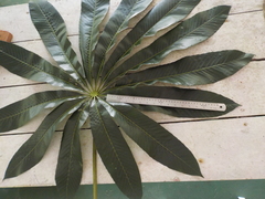 Cecropia sciadophylla