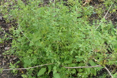 Cyclospermum