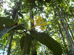 Palicourea corymbifera