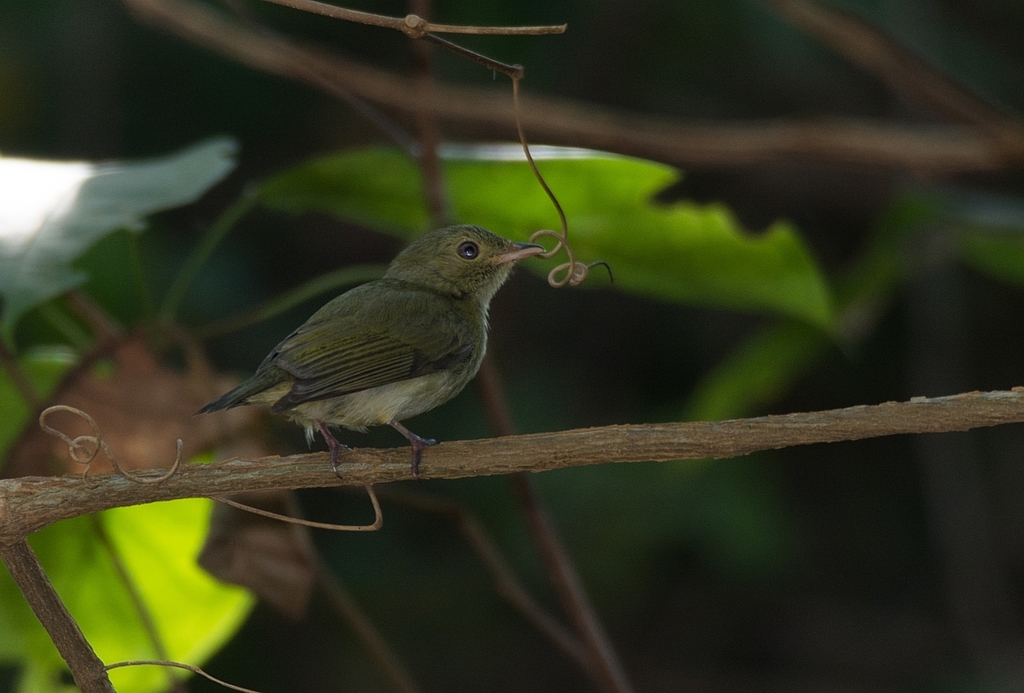 Saltarín Enano, Tyranneutes stolzmanni