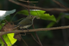 Dwarf Tyrant-Manakin photo 2