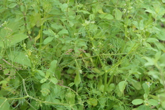 Cyclospermum