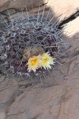 Thelocactus rinconensis