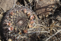 Mammillaria melanocentra melanocentra